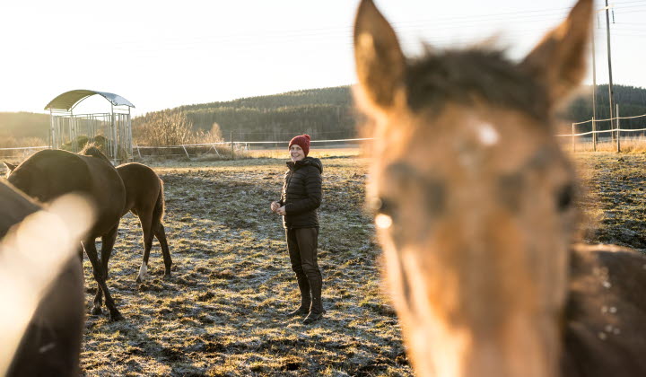 Stall Ray Caroline Määttä i hage band hästar
