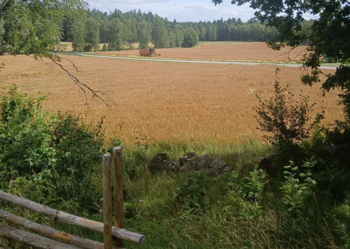 Skörd, i förgrunden syns en gärdsgård och i bakgrunden syns en tröska som skördar.