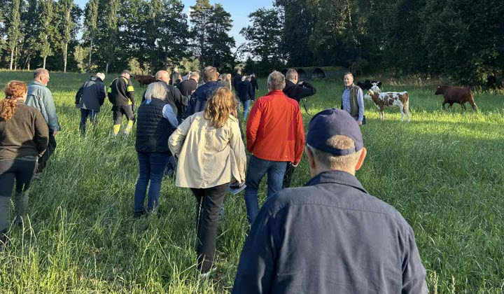 Personer går i en kohage på sommaren