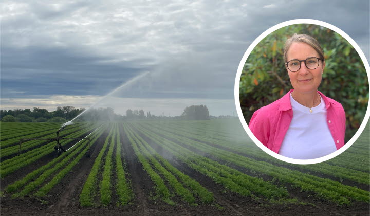 Bevattning av ett fält, infälld bild med kvinna