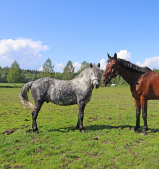 Hästar på Kågedalens Ryttarförening, Västerbotten
