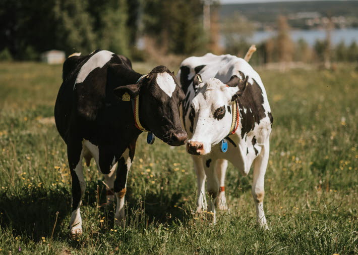 Mjölkkor på bete