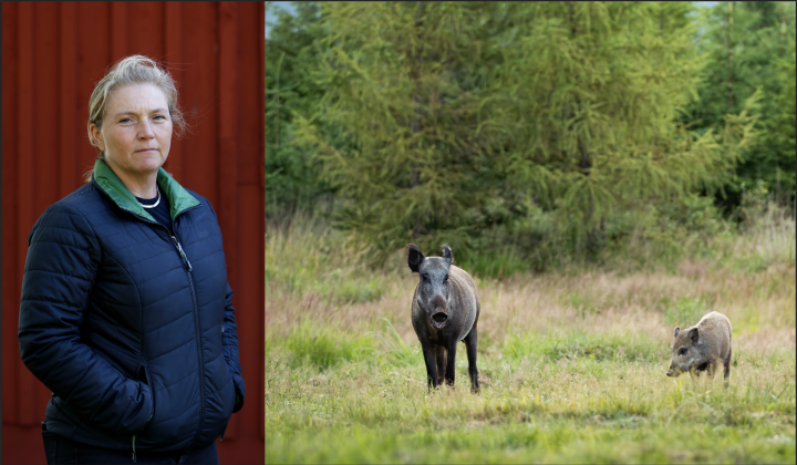 Jeanete Blackert vill minska vildsvinen