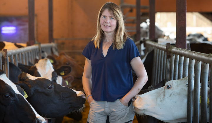 Kristin Södergren bland kor i ladugården.