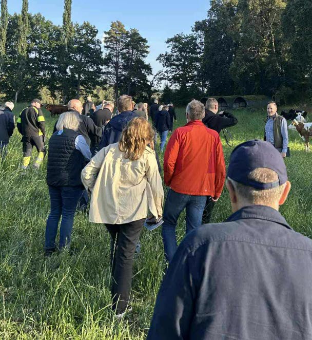 Personer går i en kohage på sommaren