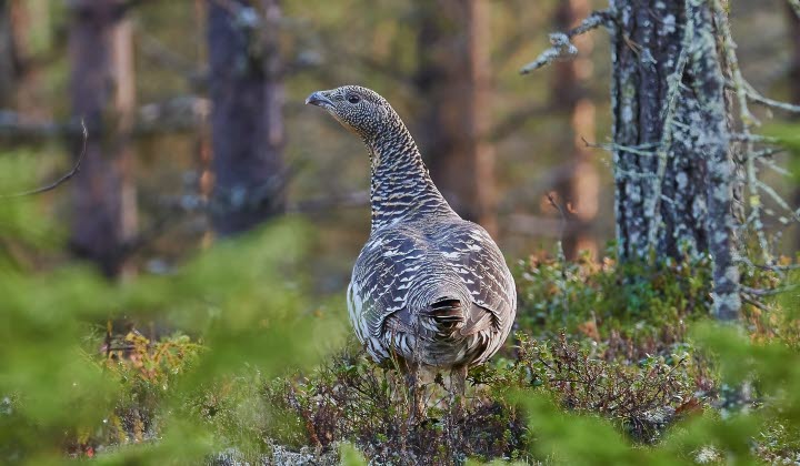 Tjäder hona