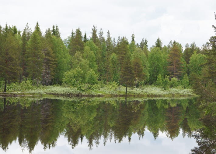skog vid vatten i Norrbotten