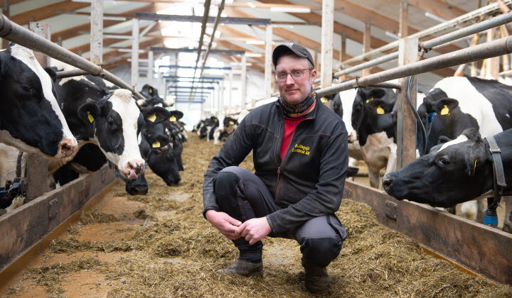 Per-Arvid Karlsson ordförande LRF Alingsås sitter på huk på ett foderbord, på foderbordet ligger ensilage och runt om står svartvita kor och äter.