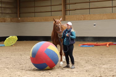 clinic hästhantering sophie lindhe