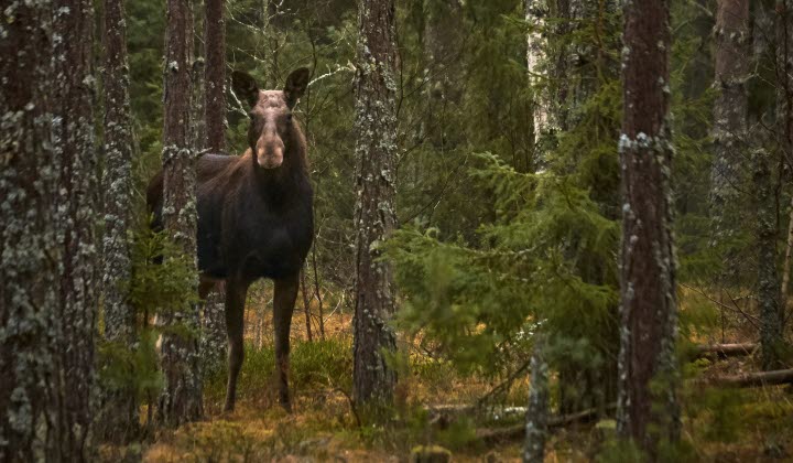 Älgko