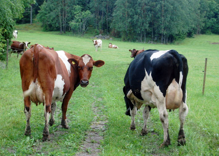 Kor på grönbete är en del av den svenska beredskapen