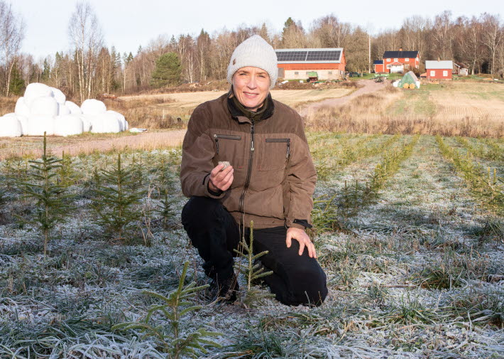 Erica Eriksson, julgranar, KRAV