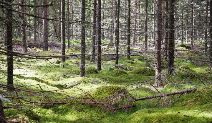 Skog med glänta