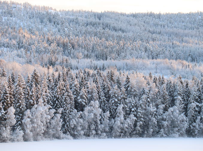 Vinterskog