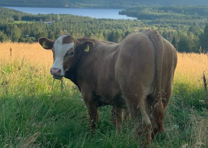 Avelstjuren Adler av Landeröd, Grötoms lantbruk
