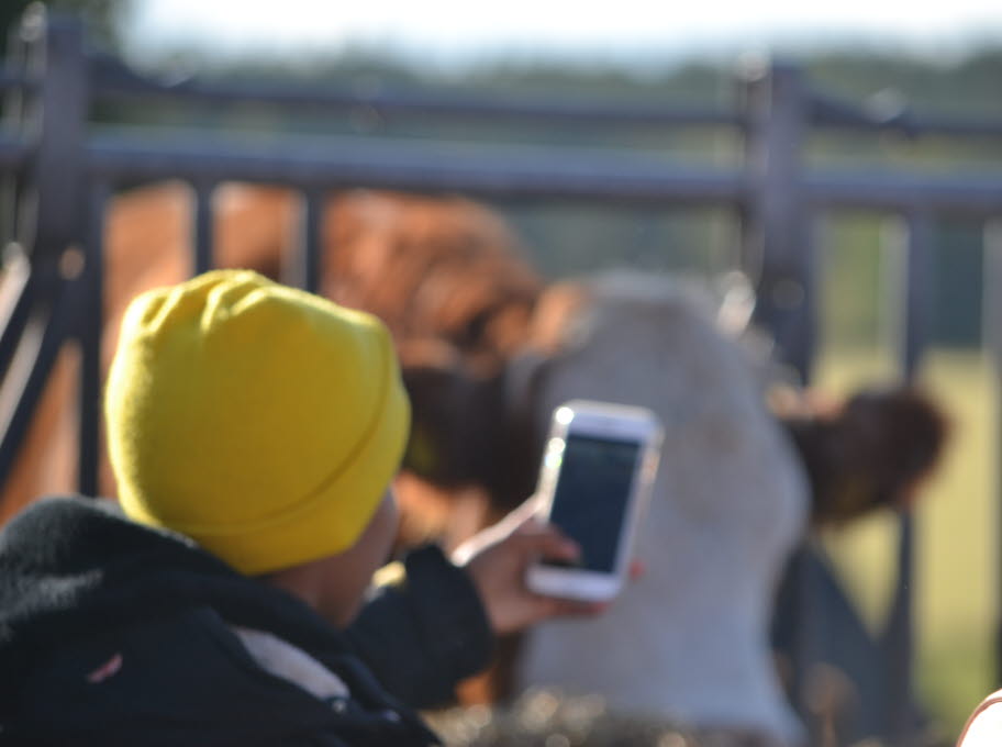 Pojke håller upp mobil framför ko på Bonden i skolan på Berga