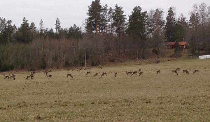 Stor flock med dovhjortar som betar jordbruksmark.