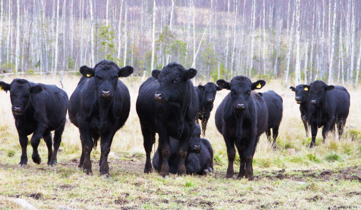 Tjurkalvar i Norrbotten