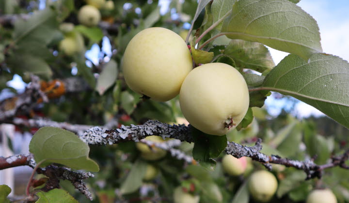 Äpple växande i Västerbotten
