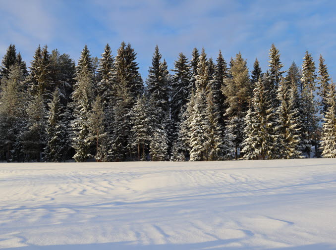 skog i Skellefteå-området, Västerbotten