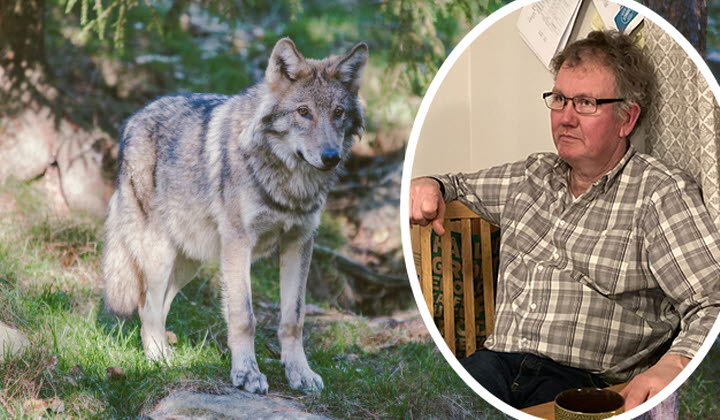 Ingvald Törnqvist varg