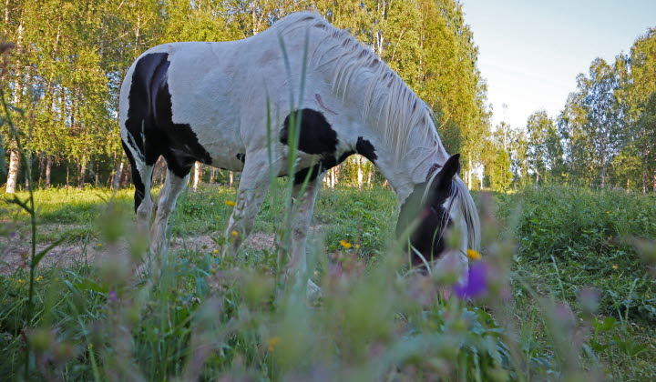Hästar i Byskeby, Västerbotten