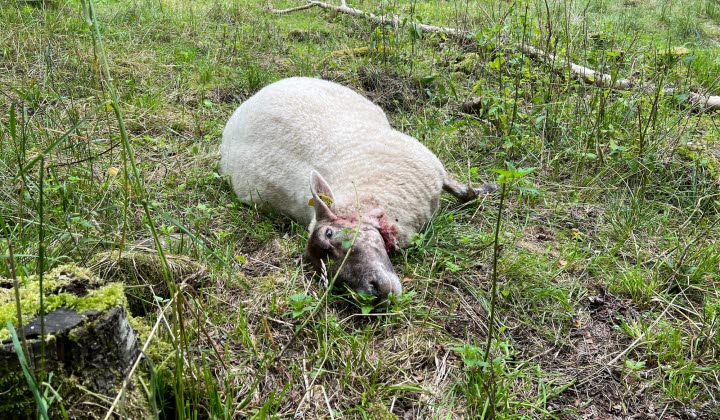 Får dödat av varg utanför Mullsjö. 