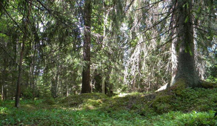 Skog, frivilligt avsatt reservat i Dalarna