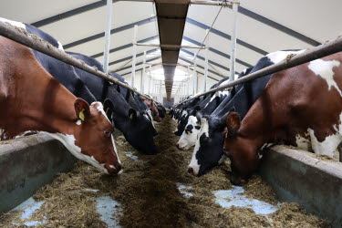 kor, mjölkkor, lagård, mjölk, foder