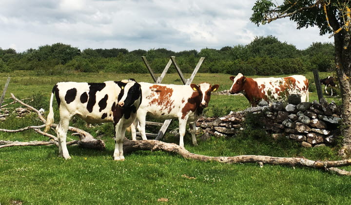 Kor på Alvaret, Öland