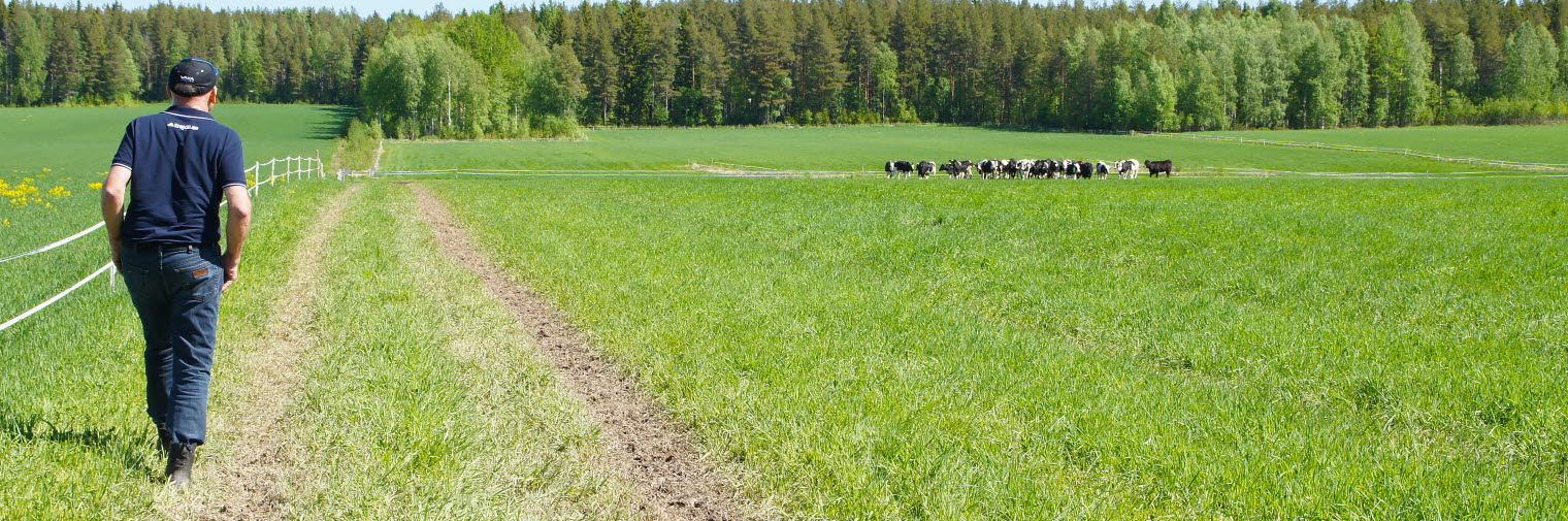 En bonde går längs med en traktorväg över åkern, längst bort står hans kor och betar