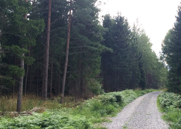 Skogsbilväg