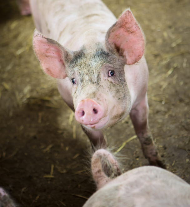 En av grisarna, Esplunda lantbruk. Foto: Ester Sorri.