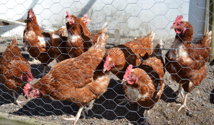 Avian Influenza – National Farmers Association