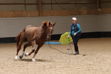 clinic hästhantering sophie lindhe