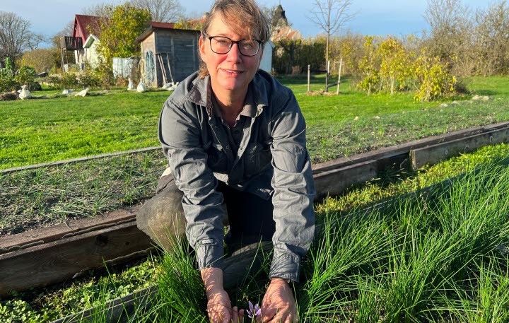 Saffransodlare Mathilda Åberg visar sina krokusar på Gotland 