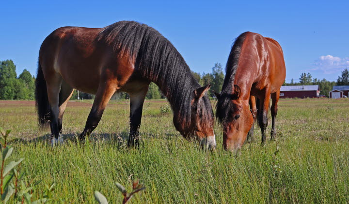 Hästar i Byskeby, Västerbotten
