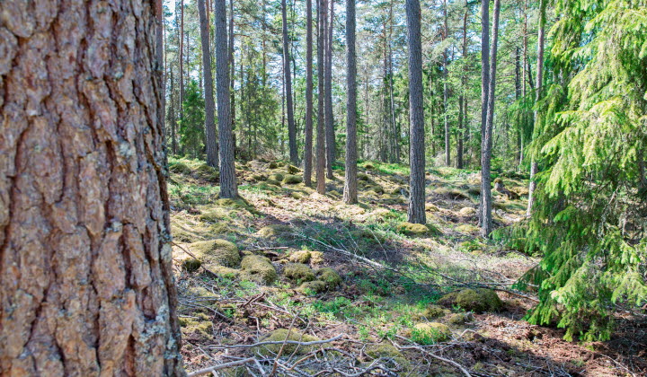 Skog med tall i närbild