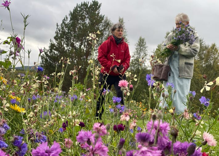 Skördefest Jämtland Härjedalen 2025; blomsteräng