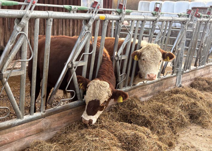 Nötköttsdjur, tjurar