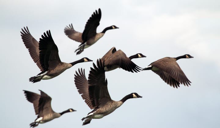 flygande gäss