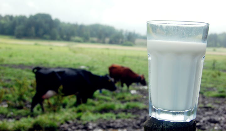 Kor och mjölkglas i hage - beskärs vid användning