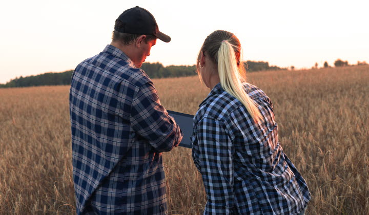 Two farmers are studying indicators on a tablet while standing in a wheat field at sunset. Analysis of the quality of grain in the field and calculation of profit from the sale of grain