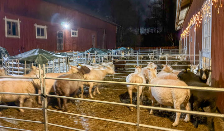 Lyckad informationsträff om djurvälfärd och förprövning – stort engagemang från medlemmarna