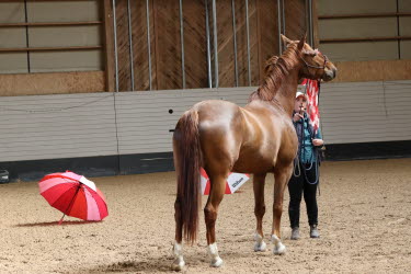 clinic hästhantering sophie lindhe