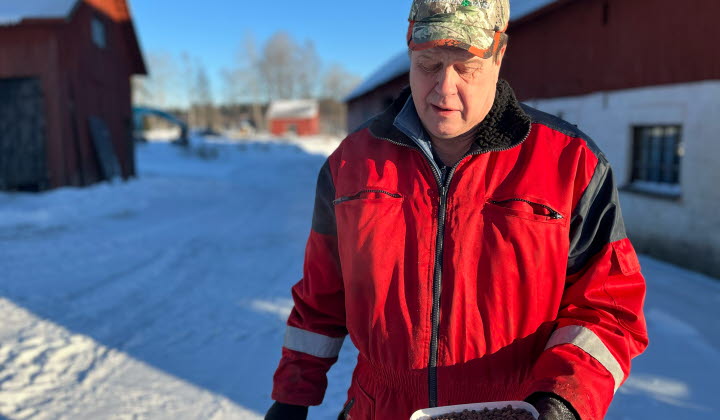 Bengt Lärka med en bytta gråärtor
