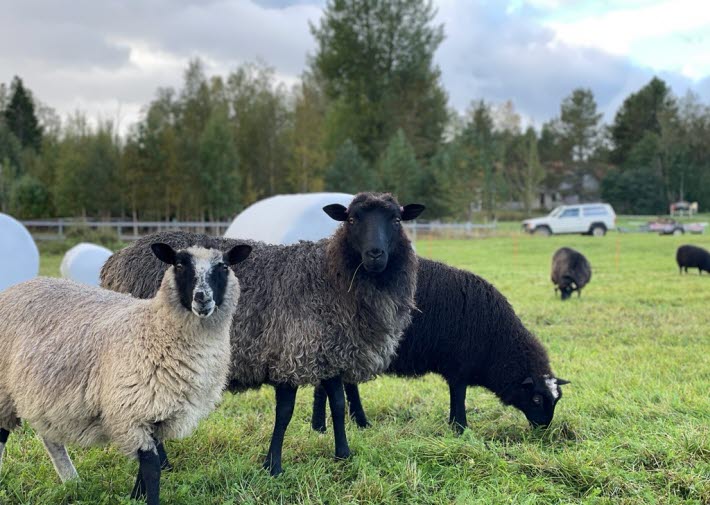 Skördefest Jämtland Härjedalen 2025; får