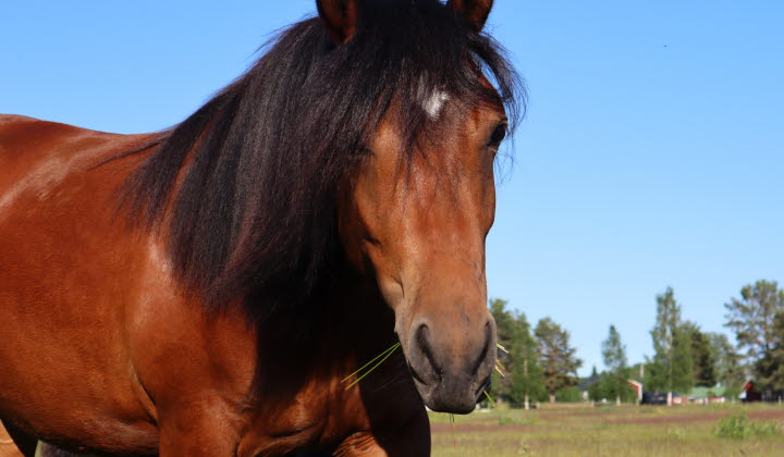 Häst