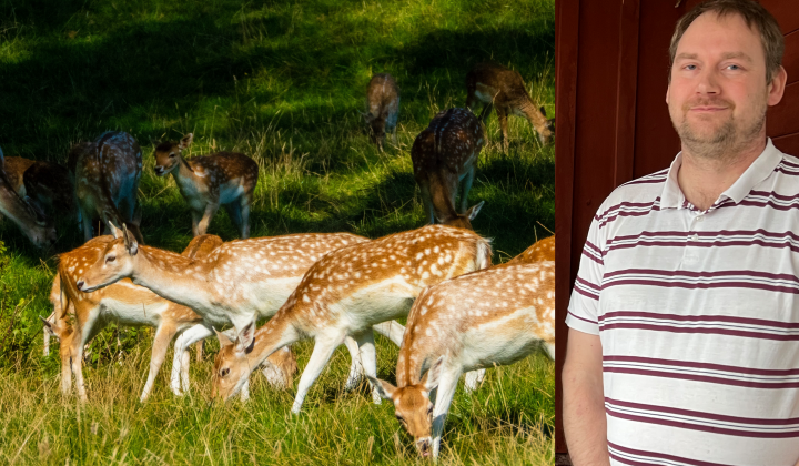 Dovhjortar inventeras på Gotland