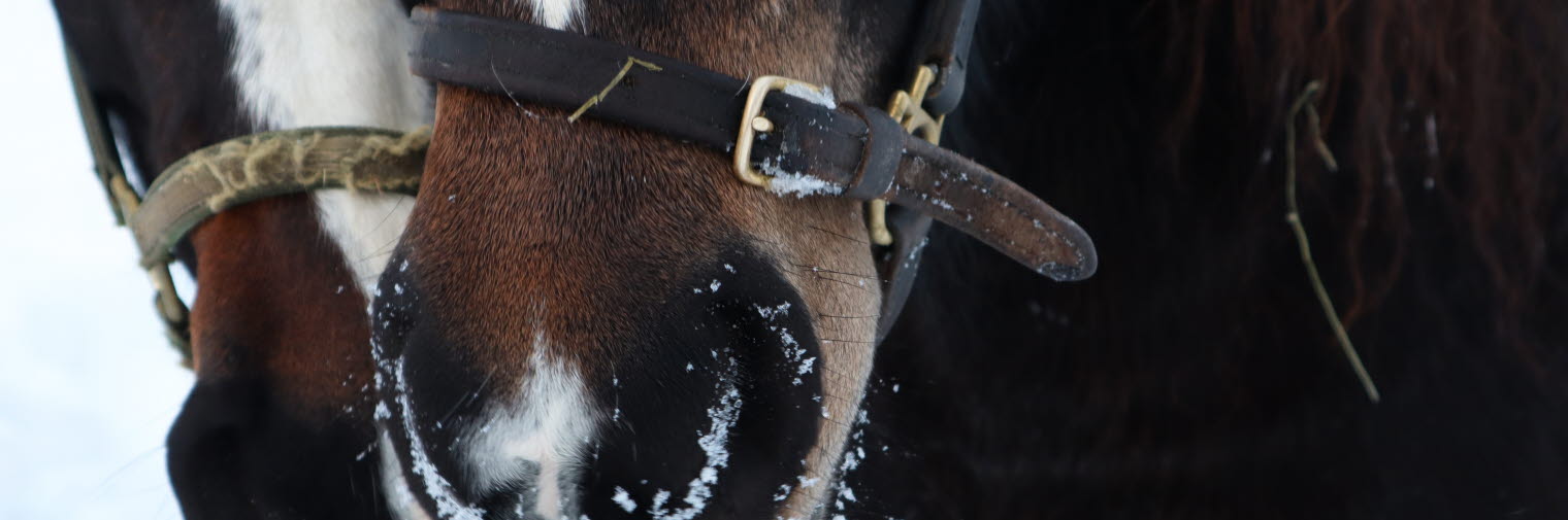 Hästar i vinterlandskap i Skellefteå-trakten, Västerbotten